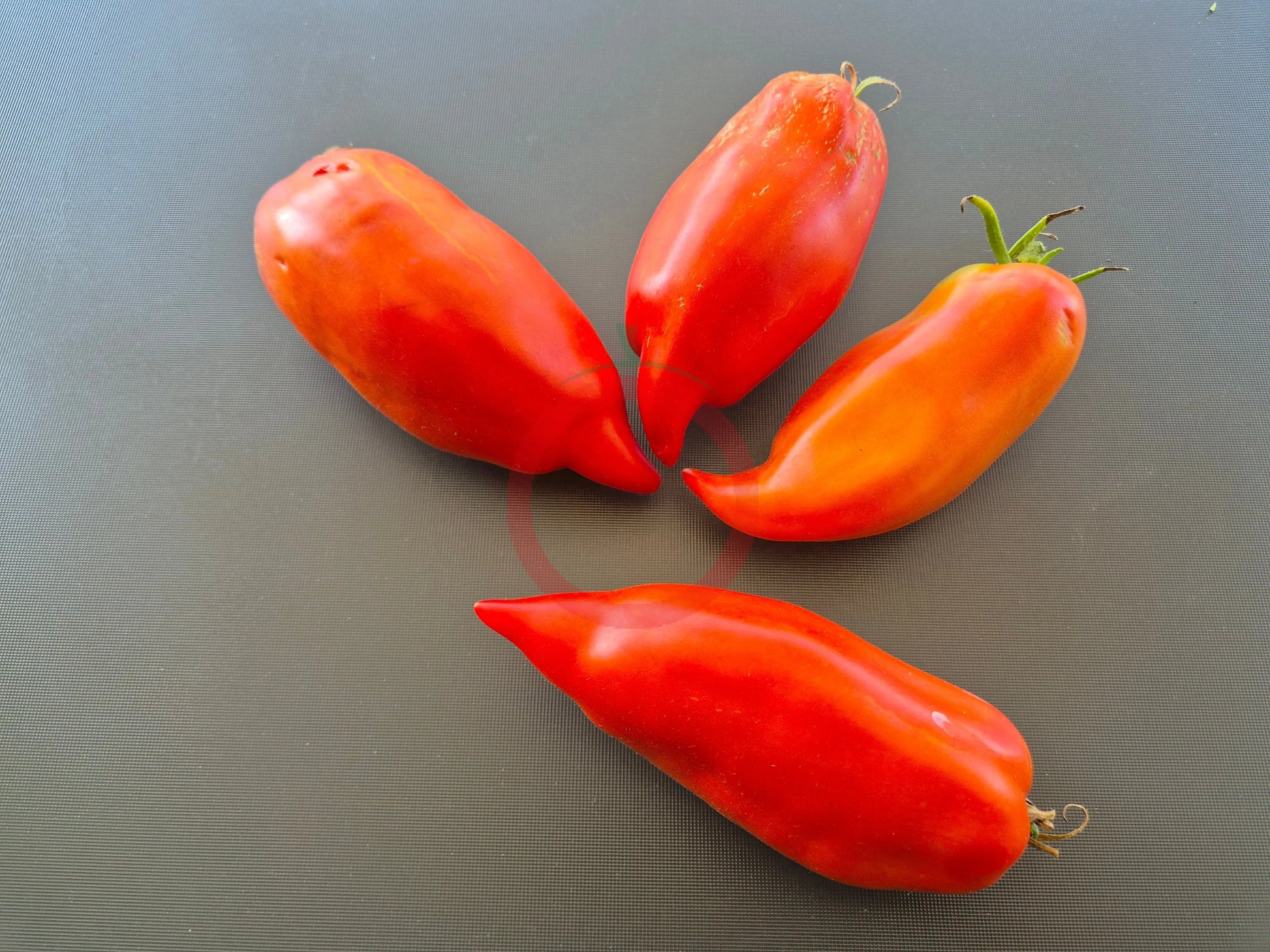 Dad´s Barber Paste DER TOMATENFLÜSTERER