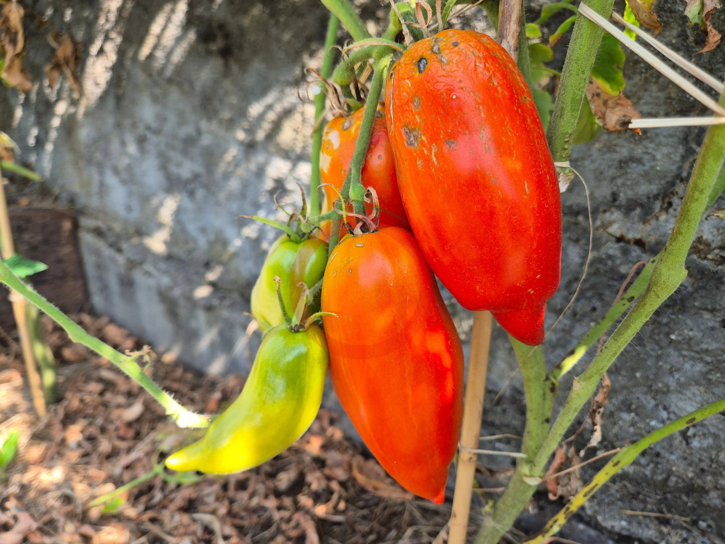 Dad´s Barber Paste DER TOMATENFLÜSTERER