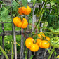 Dagma´s Perfection DER TOMATENFLÜSTERER