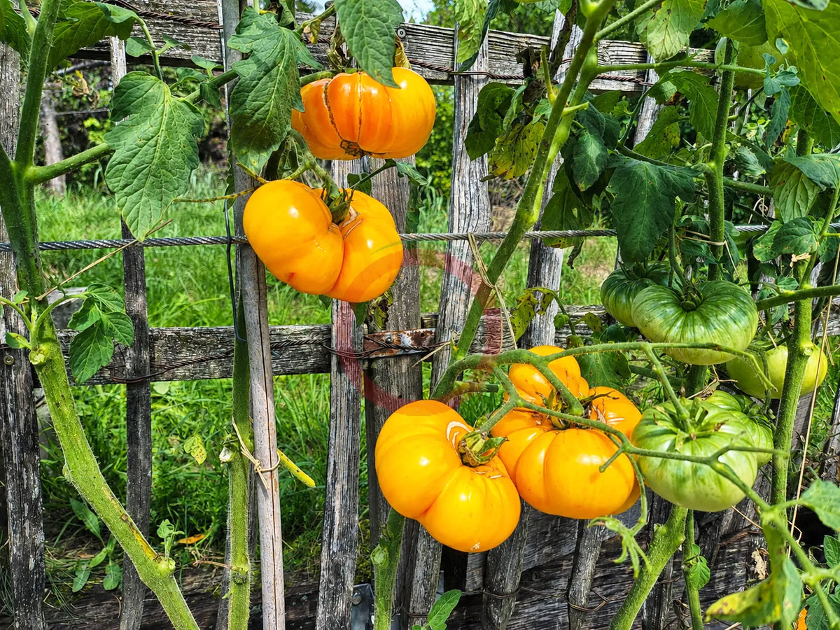 Dagma´s Perfection DER TOMATENFLÜSTERER
