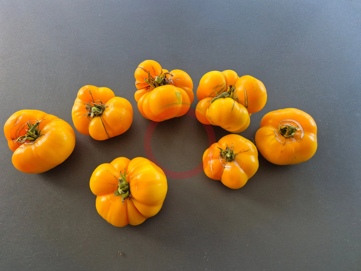 Dagma´s Perfection DER TOMATENFLÜSTERER