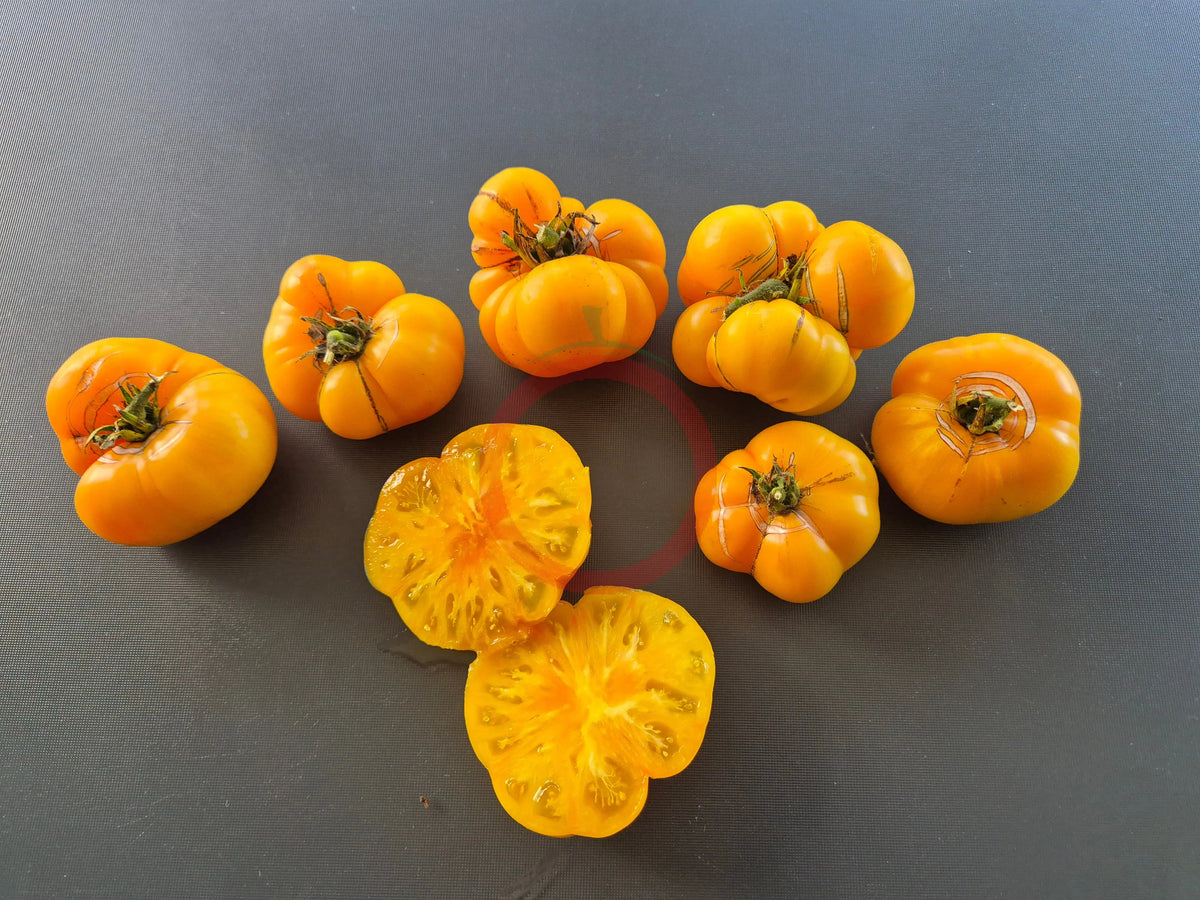 Dagma´s Perfection DER TOMATENFLÜSTERER