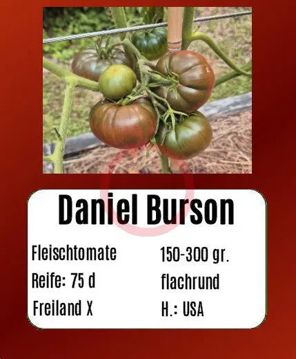 Daniel Burson DER TOMATENFLÜSTERER