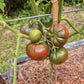 Daniel Burson DER TOMATENFLÜSTERER