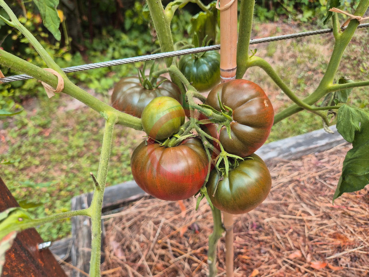 Daniel Burson DER TOMATENFLÜSTERER