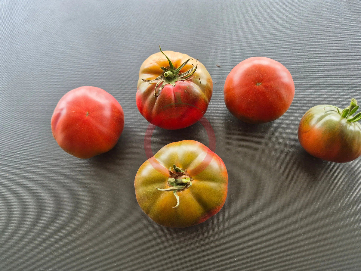 Daniel Burson DER TOMATENFLÜSTERER