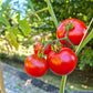 Dansk Export DER TOMATENFLÜSTERER