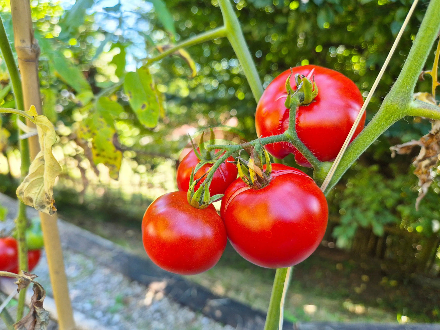 Dansk Export DER TOMATENFLÜSTERER