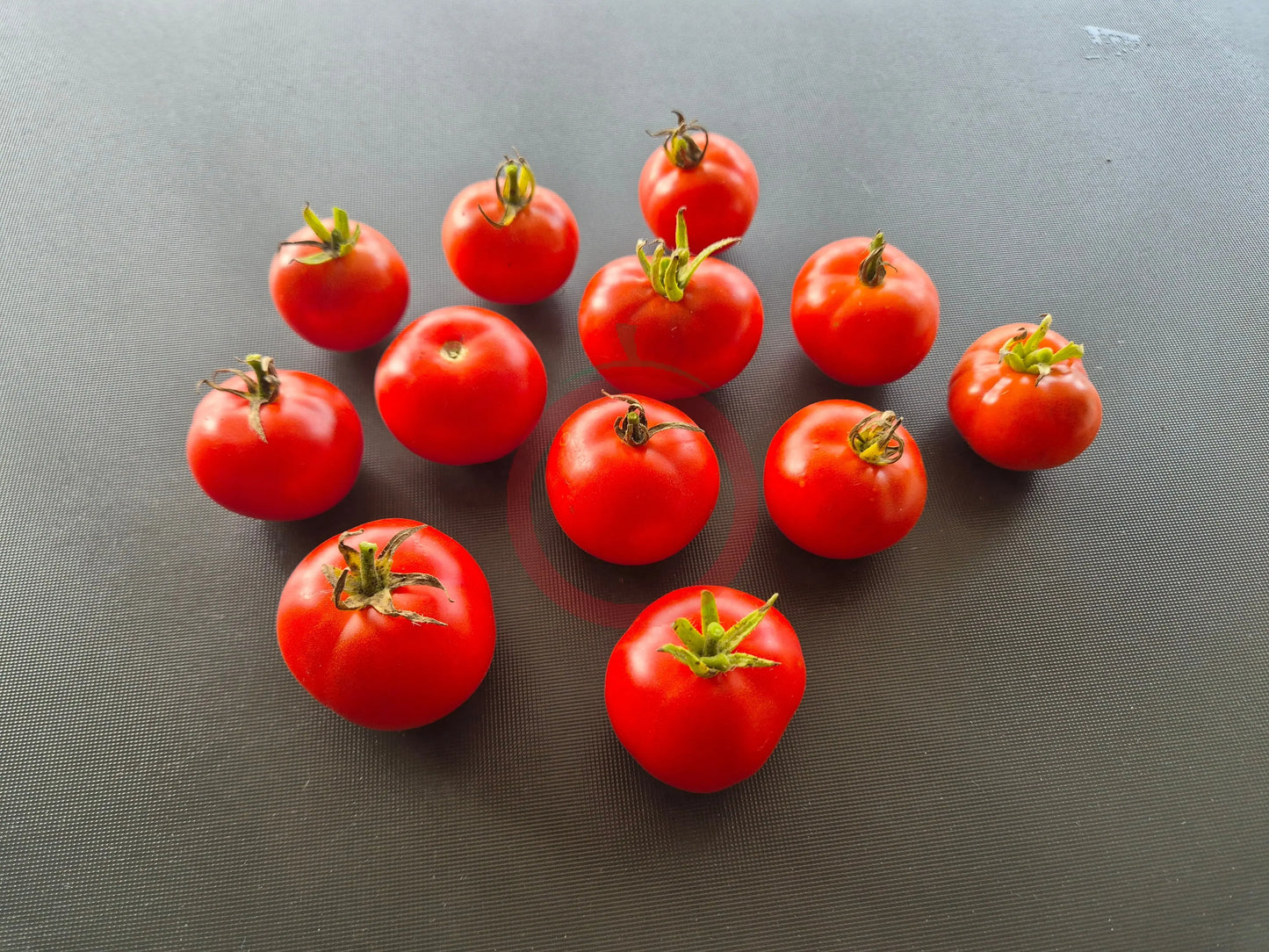 Dansk Export DER TOMATENFLÜSTERER