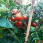 Dark Stripe Micro DER TOMATENFLÜSTERER