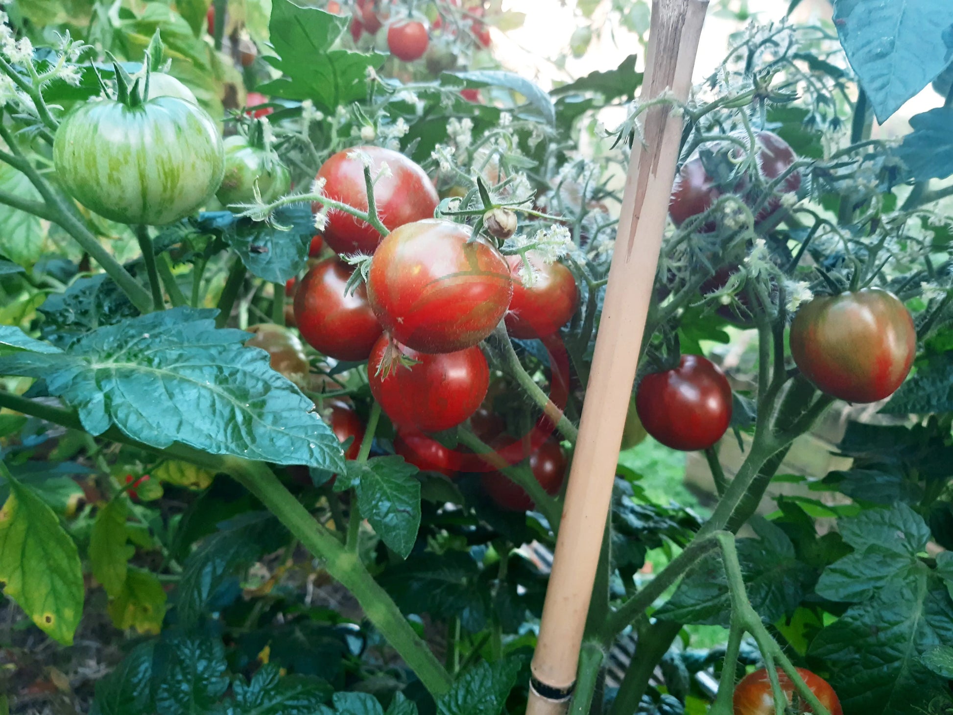 Dark Stripe Micro DER TOMATENFLÜSTERER