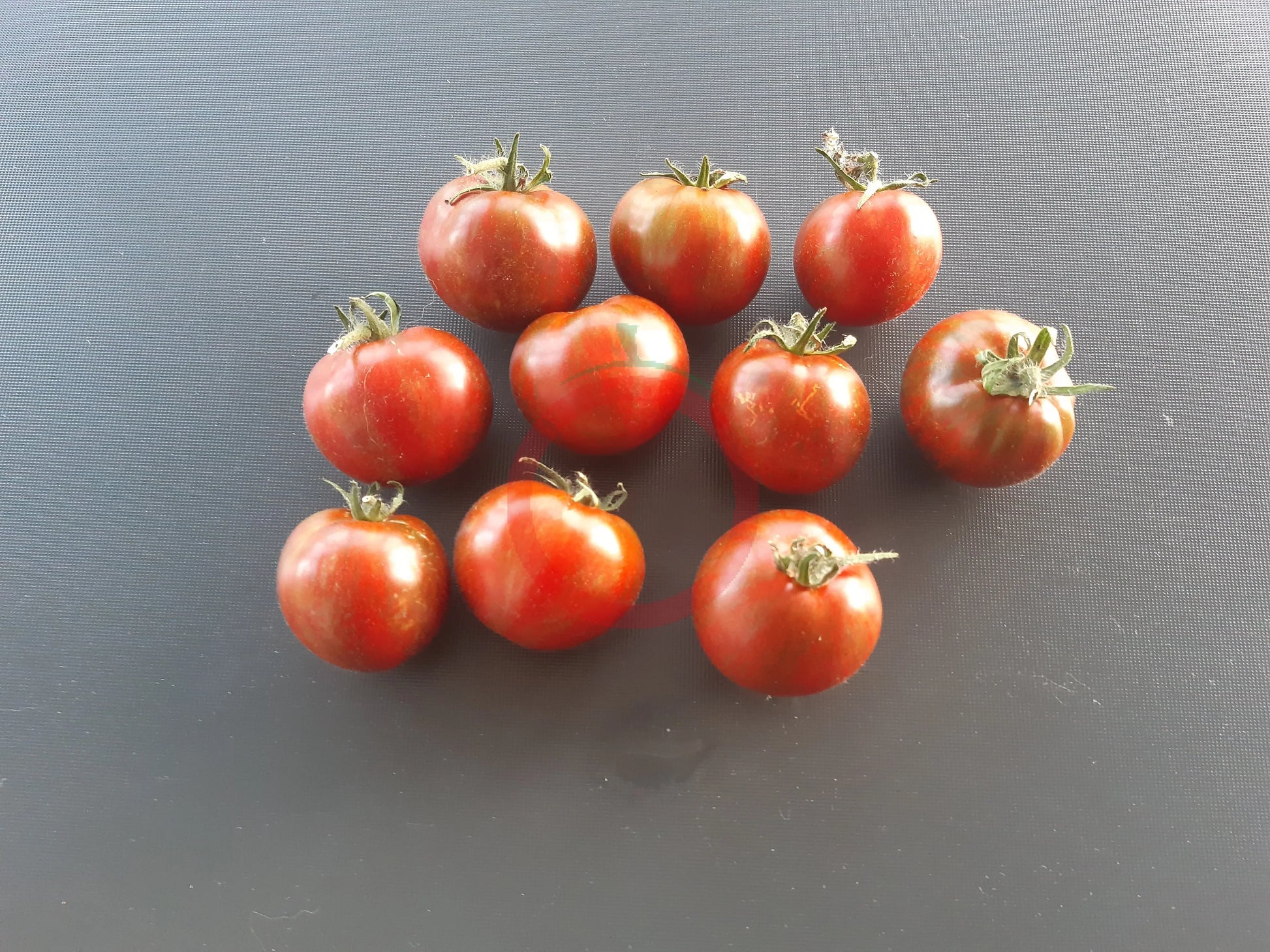 Dark Stripe Micro DER TOMATENFLÜSTERER