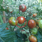 Dark Stripe Micro DER TOMATENFLÜSTERER