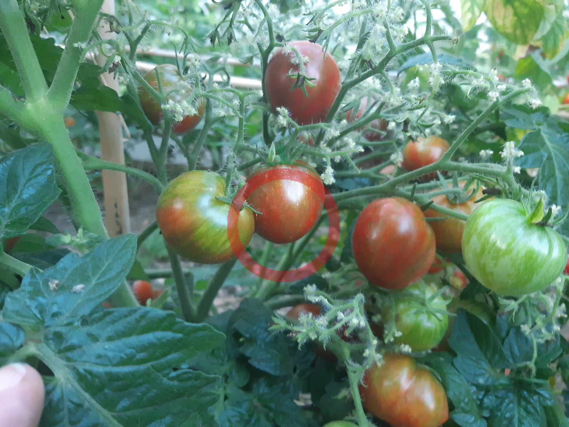 Dark Stripe Micro DER TOMATENFLÜSTERER