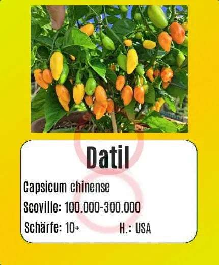 Datil DER TOMATENFLÜSTERER