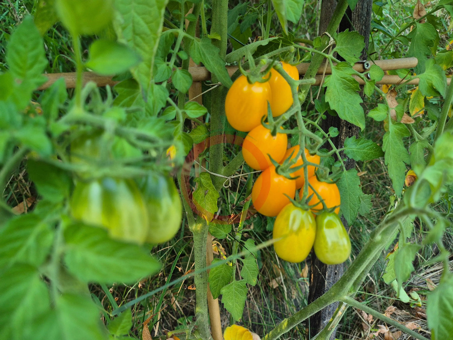 Dattelwein DER TOMATENFLÜSTERER