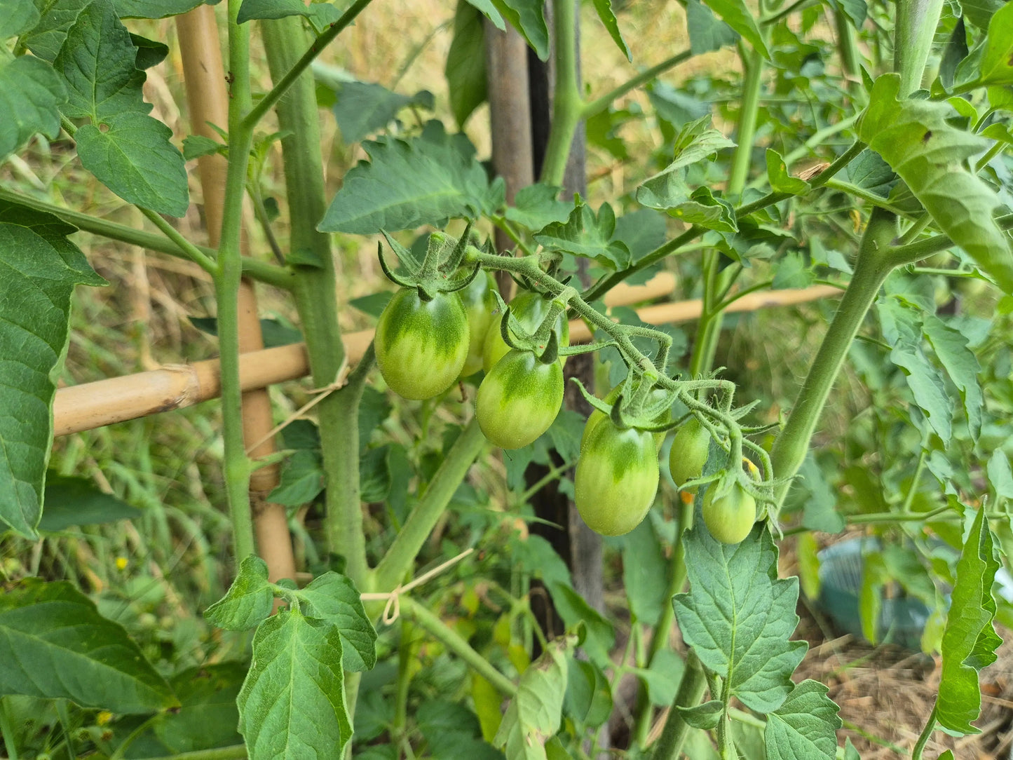 Dattelwein DER TOMATENFLÜSTERER