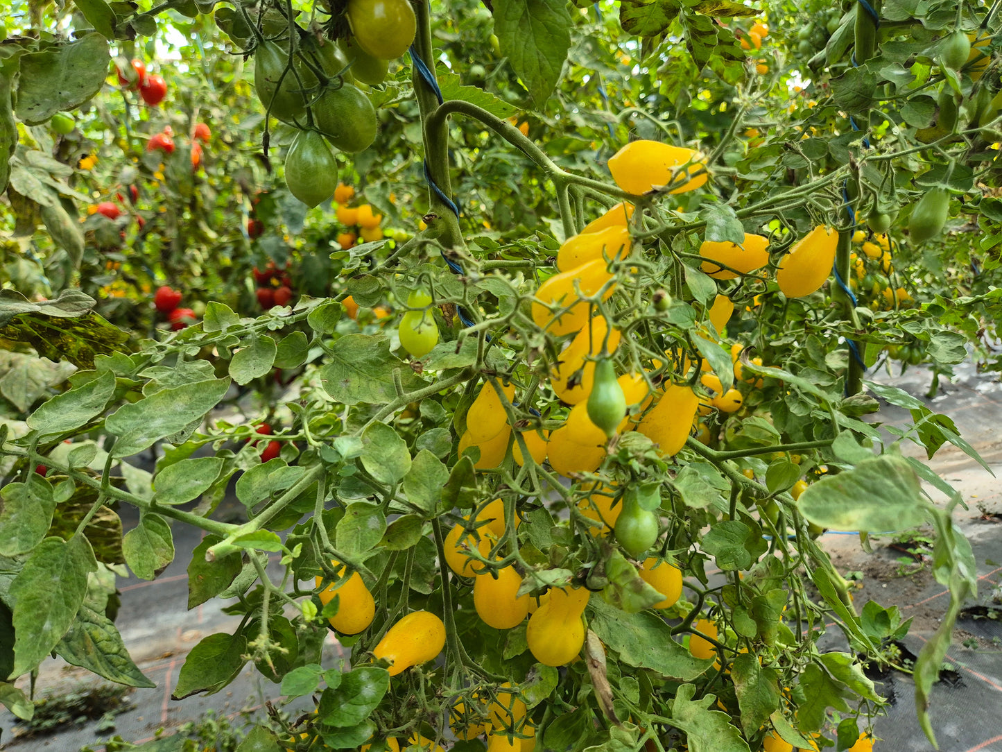 Dattelwein DER TOMATENFLÜSTERER