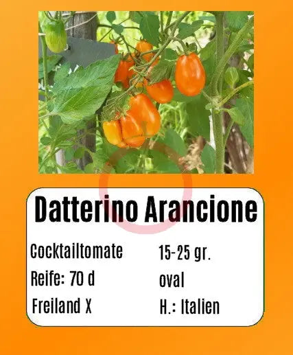 Datterino Arancione DER TOMATENFLÜSTERER