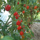 Datterino DER TOMATENFLÜSTERER