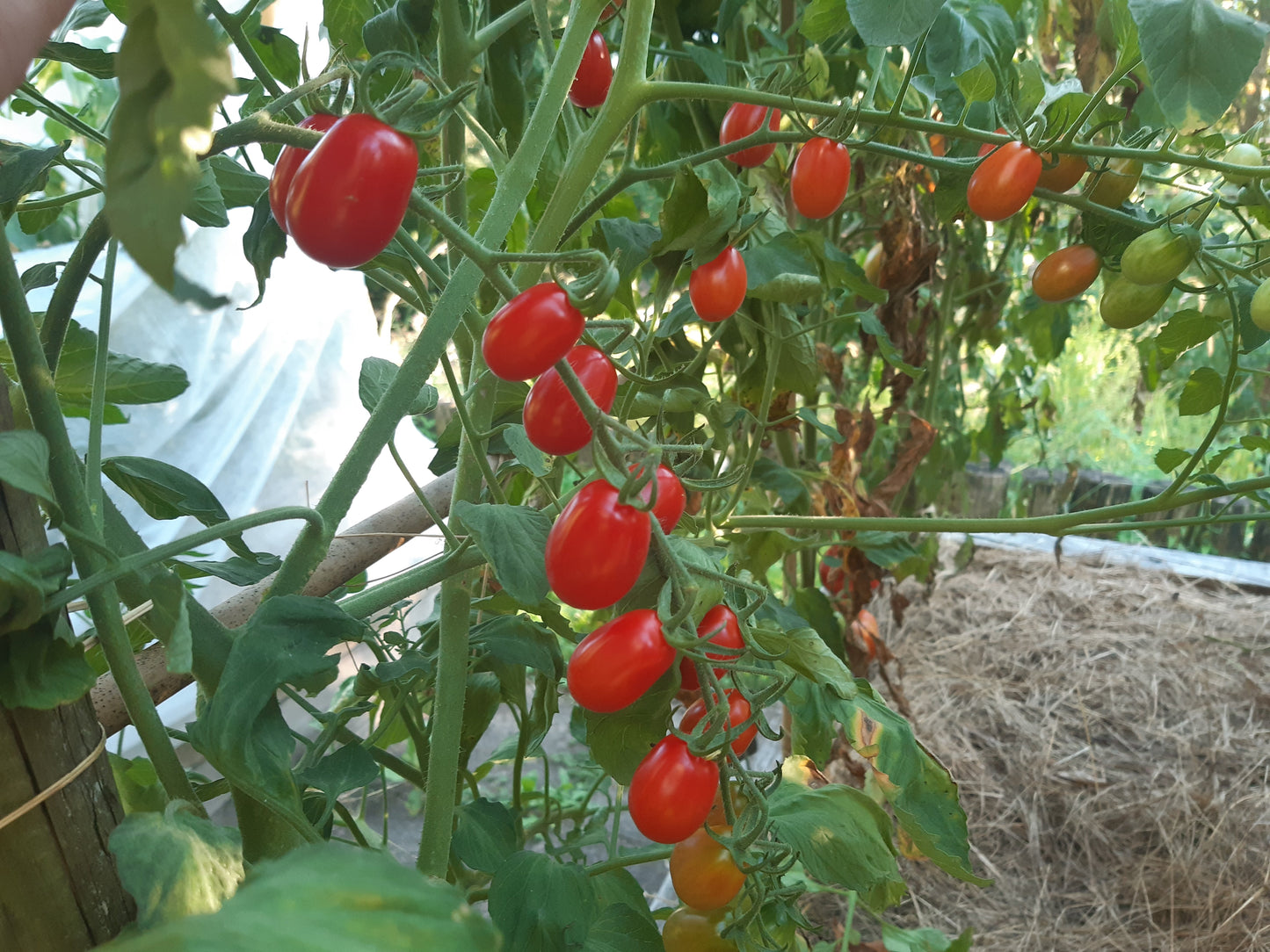 Datterino DER TOMATENFLÜSTERER