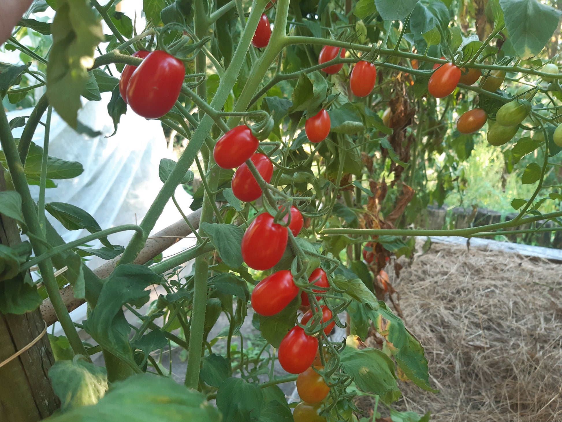 Datterino DER TOMATENFLÜSTERER