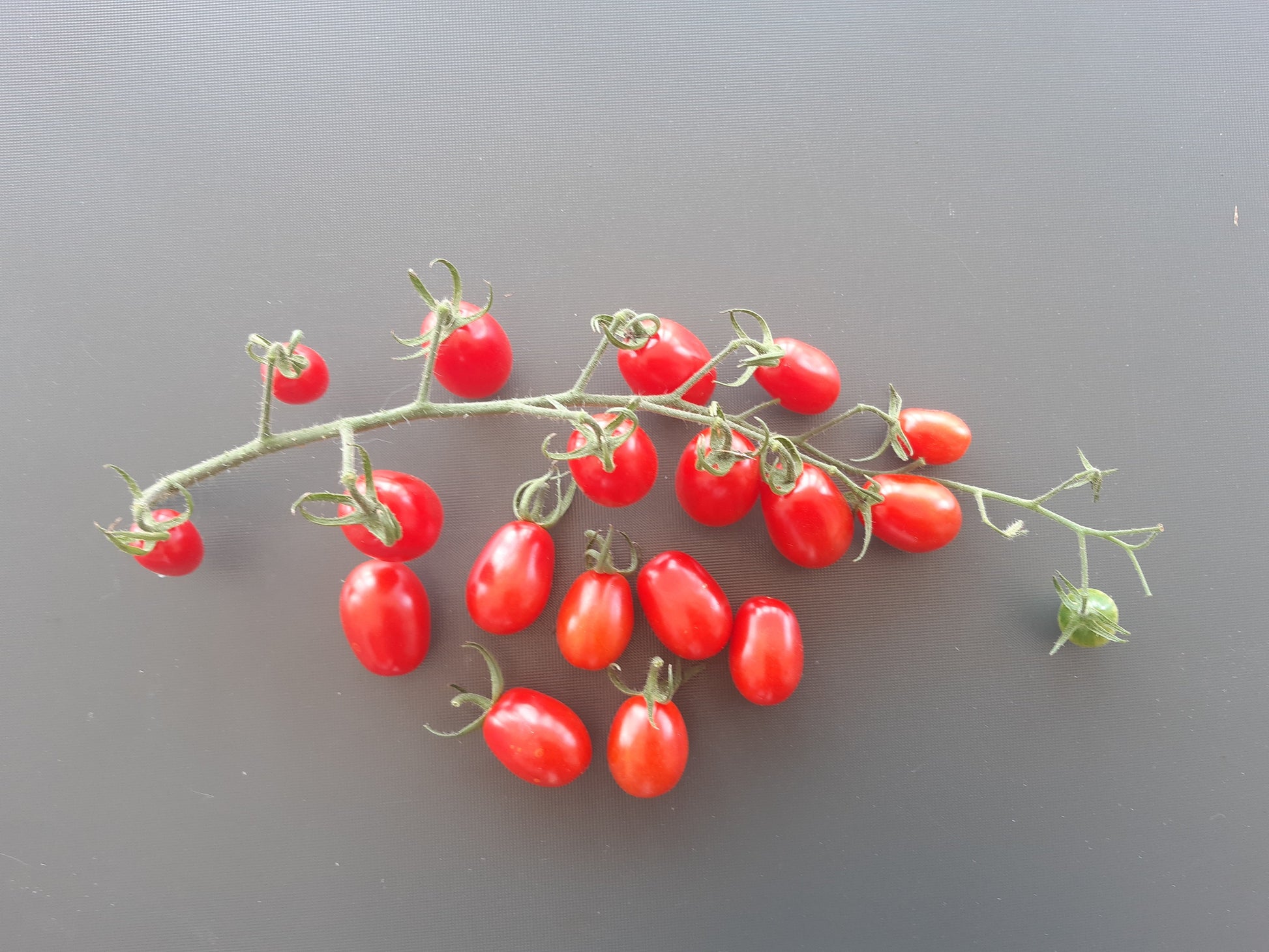 Datterino DER TOMATENFLÜSTERER