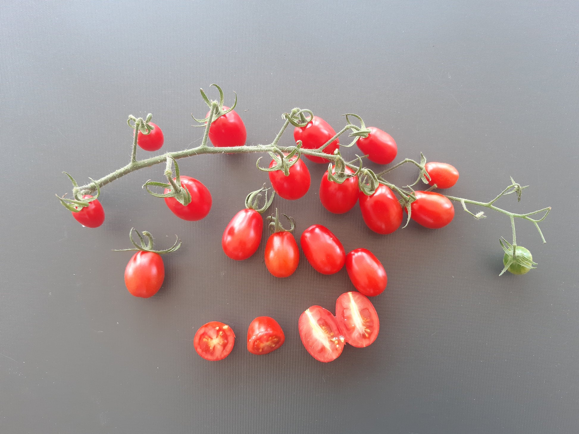 Datterino DER TOMATENFLÜSTERER