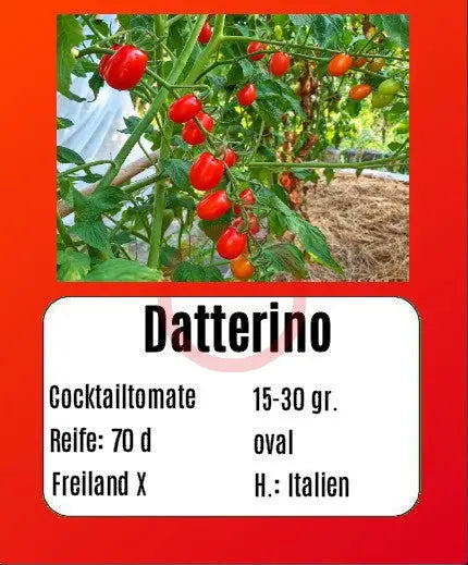 Datterino DER TOMATENFLÜSTERER