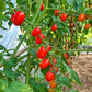 Datterino DER TOMATENFLÜSTERER