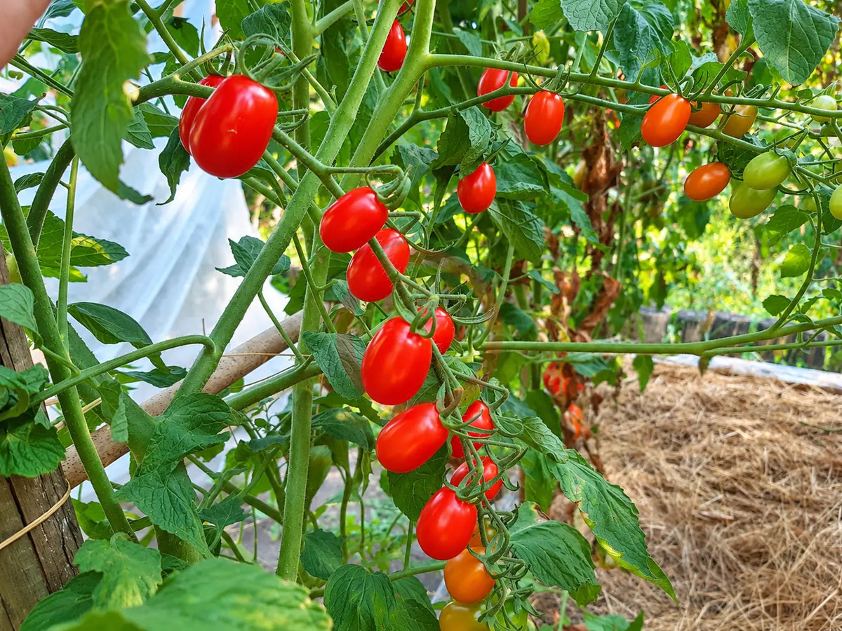 Datterino DER TOMATENFLÜSTERER