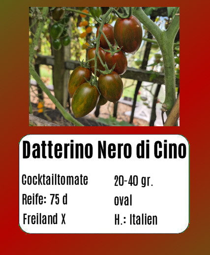 Datterino Nero di Cino DER TOMATENFLÜSTERER
