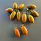 Datterino Nero di Cino DER TOMATENFLÜSTERER