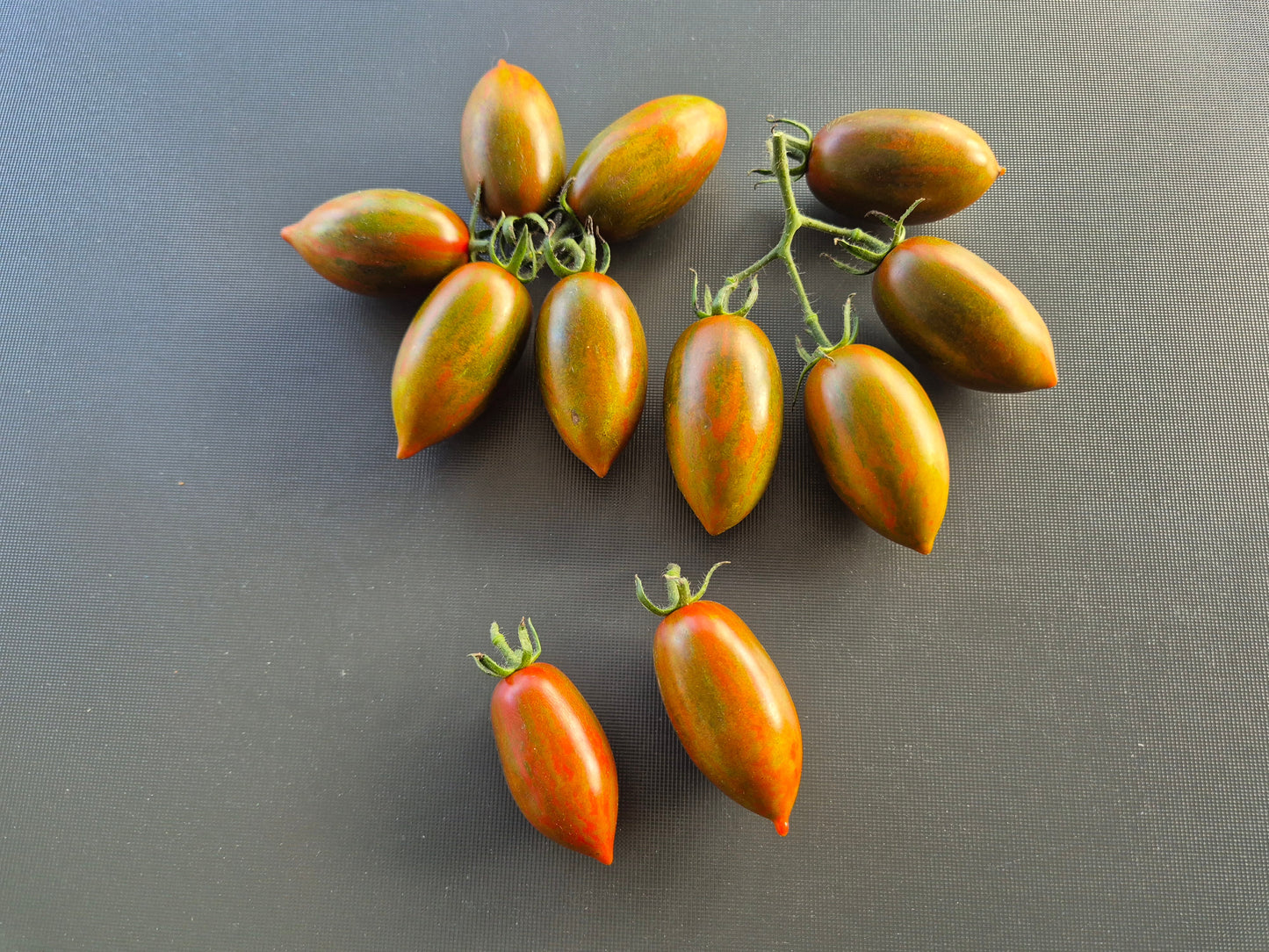 Datterino Nero di Cino DER TOMATENFLÜSTERER