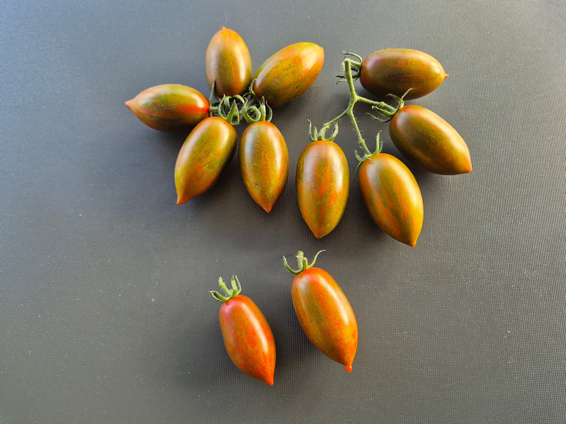 Datterino Nero di Cino DER TOMATENFLÜSTERER
