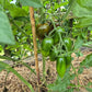 Datterino Nero di Cino DER TOMATENFLÜSTERER