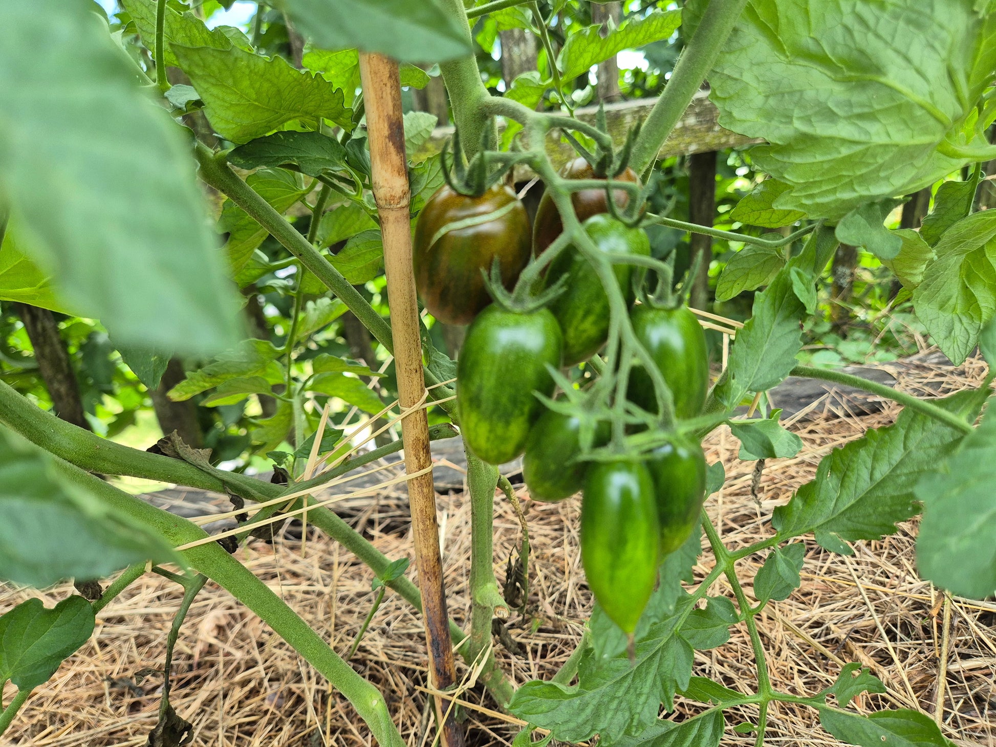 Datterino Nero di Cino DER TOMATENFLÜSTERER