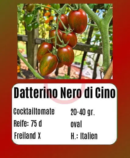 Datterino Nero di Cino DER TOMATENFLÜSTERER