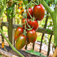 Datterino Nero di Cino DER TOMATENFLÜSTERER