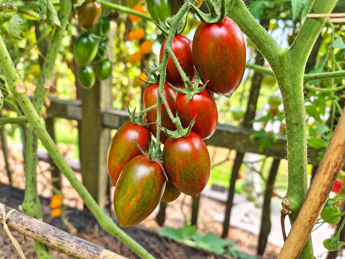 Datterino Nero di Cino DER TOMATENFLÜSTERER