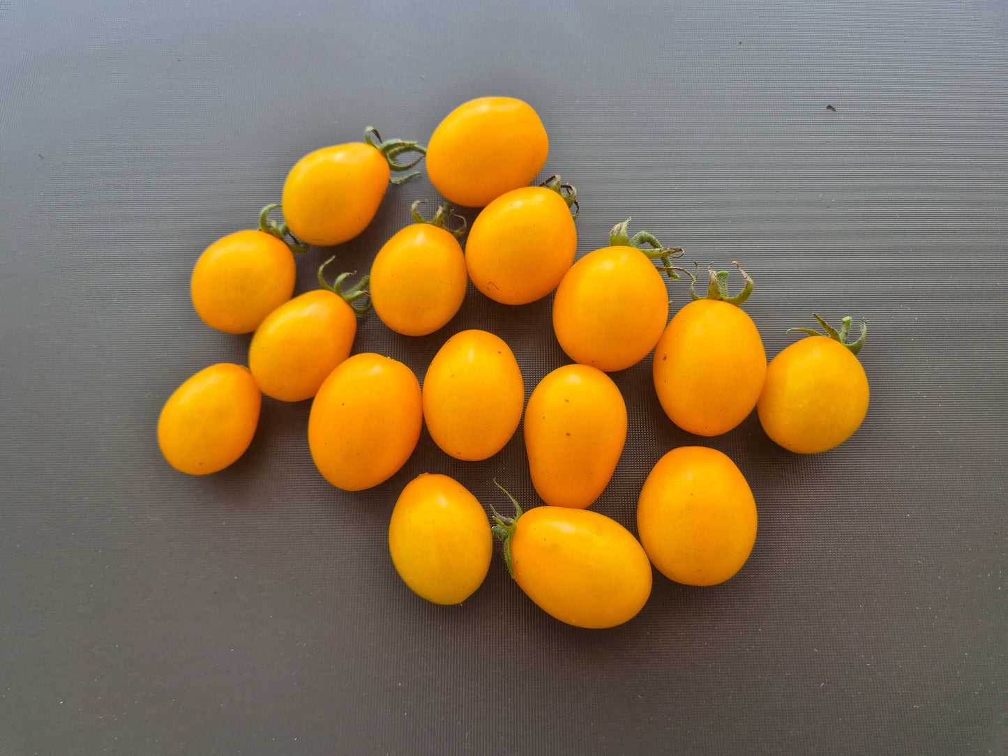 Datterino Zebra DER TOMATENFLÜSTERER
