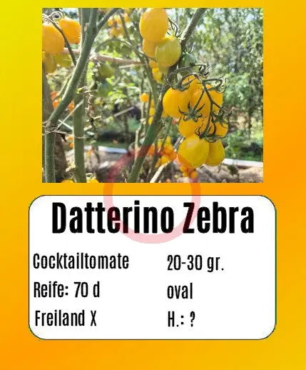 Datterino Zebra DER TOMATENFLÜSTERER