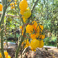 Datterino Zebra DER TOMATENFLÜSTERER