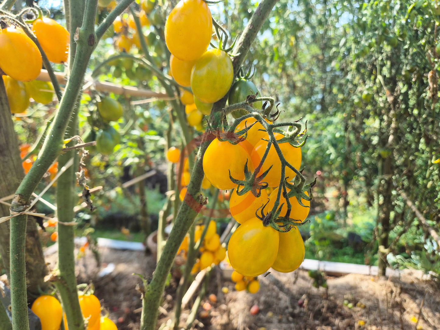Datterino Zebra DER TOMATENFLÜSTERER