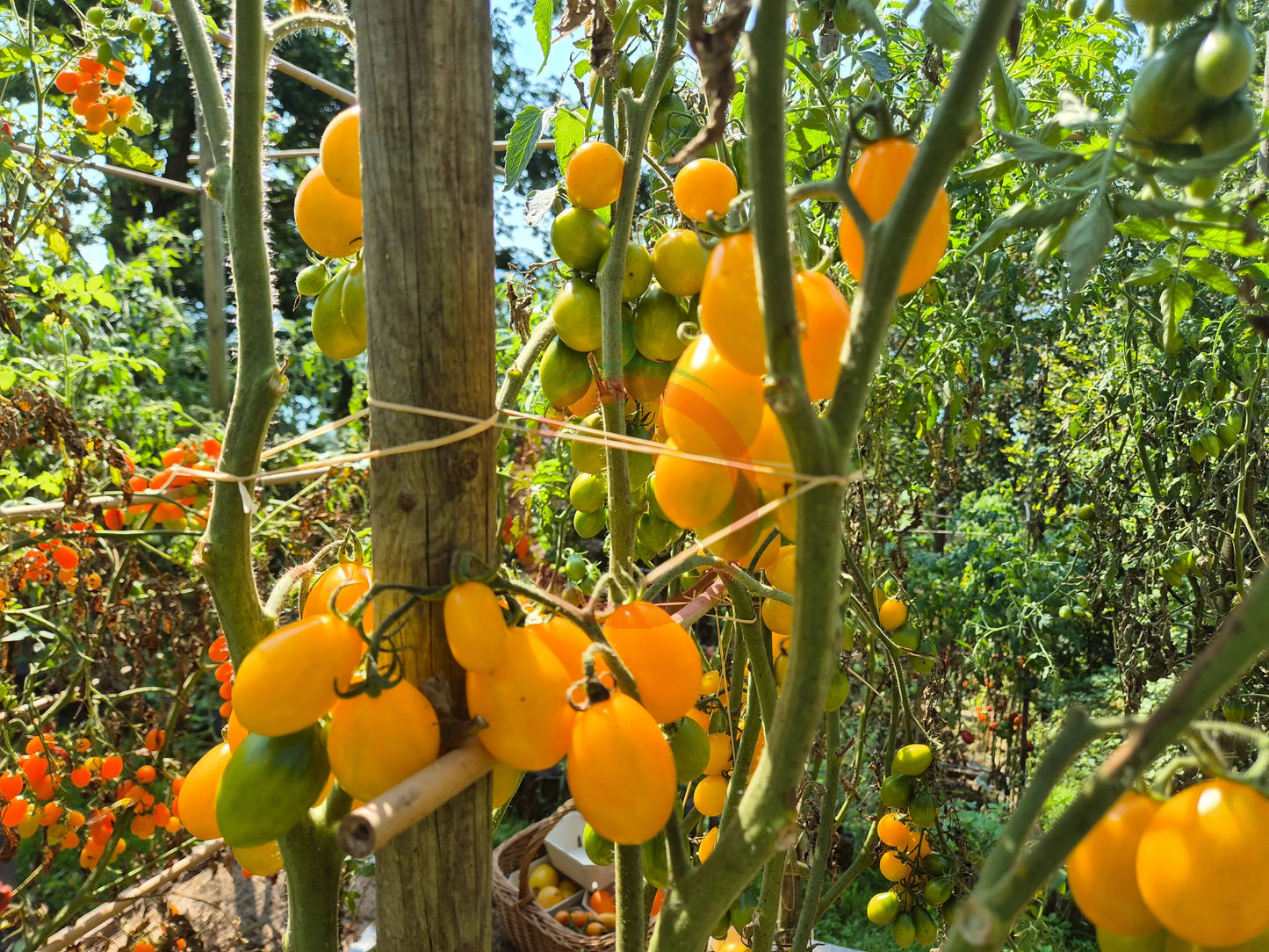 Datterino Zebra DER TOMATENFLÜSTERER