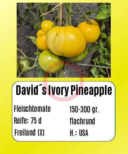 David´s Ivory Pineapple DER TOMATENFLÜSTERER