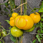 David´s Ivory Pineapple DER TOMATENFLÜSTERER