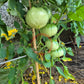 David´s Ivory Pineapple DER TOMATENFLÜSTERER