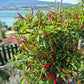 De Arbol DER TOMATENFLÜSTERER