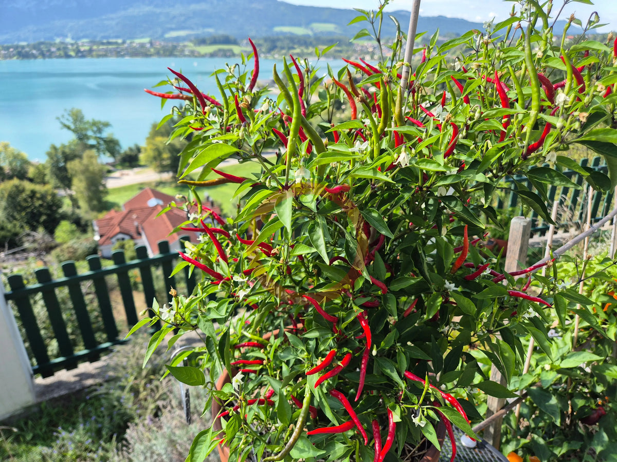 De Arbol DER TOMATENFLÜSTERER